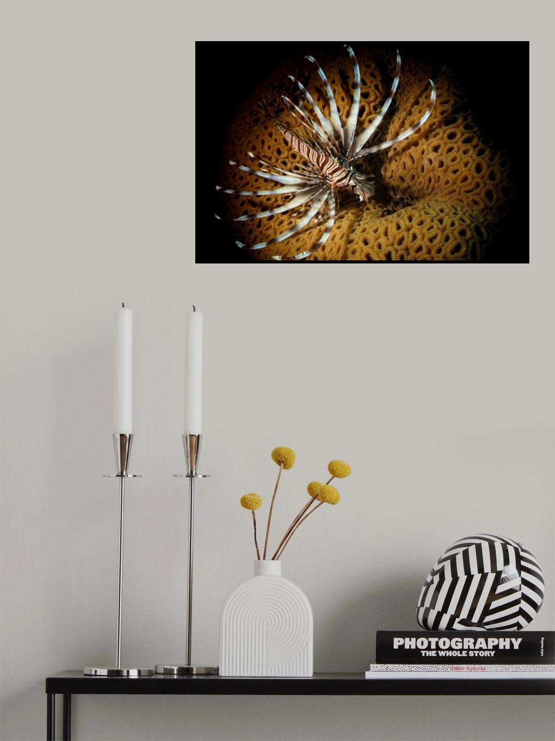 Pterois fly Poster och Canvastavla