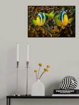 Twins Poster och Canvastavla