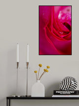 pink rose Poster och Canvastavla