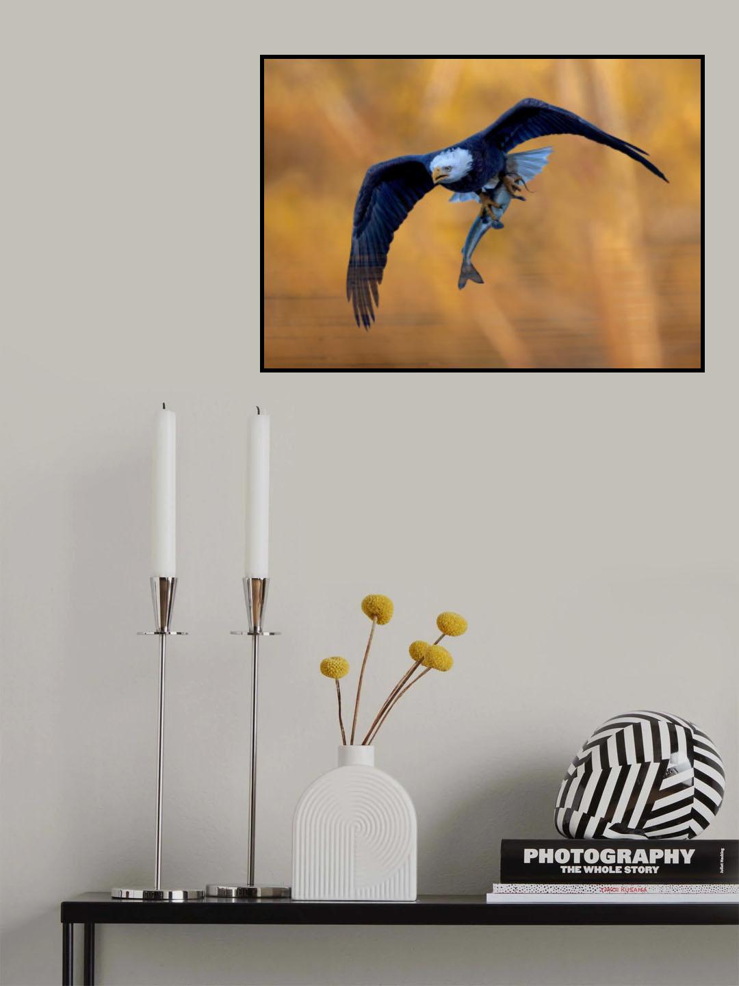 Bald Eagle in Action Poster och Canvastavla