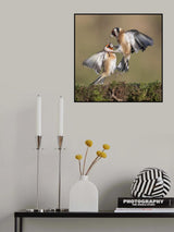 Goldfinches in Conflict Poster och Canvastavla