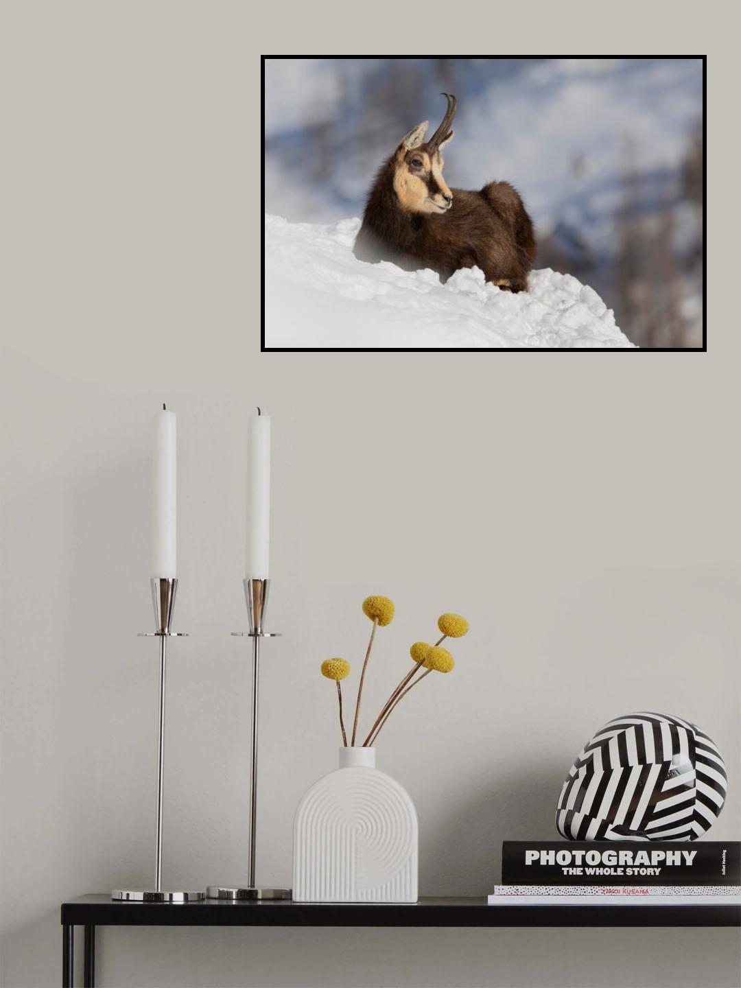 Chamois Poster och Canvastavla