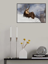 Chamois Poster och Canvastavla