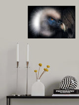 Vulture Look Poster och Canvastavla