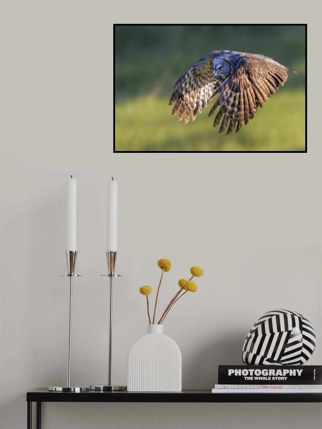 Great Grey Owl Poster och Canvastavla