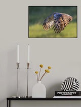 Great Grey Owl Poster och Canvastavla