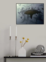Bullshark Dance Poster och Canvastavla
