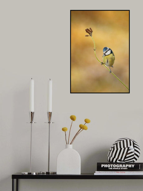 Blue Tit winter light Poster och Canvastavla