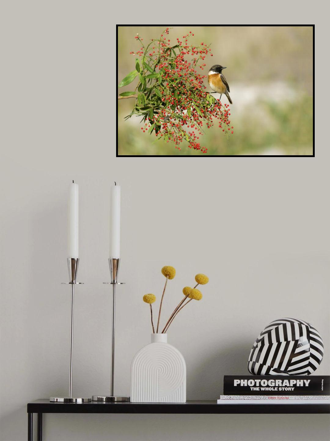 Saxicola rubicola Poster och Canvastavla