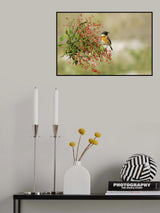 Saxicola rubicola Poster och Canvastavla