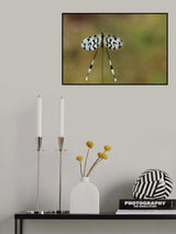 Spoonwing Poster och Canvastavla