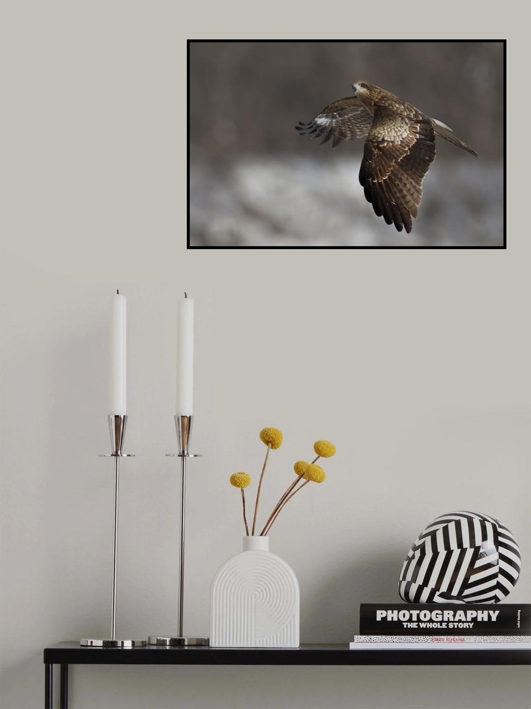 Black Kite Poster och Canvastavla