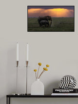 Elephants Poster och Canvastavla