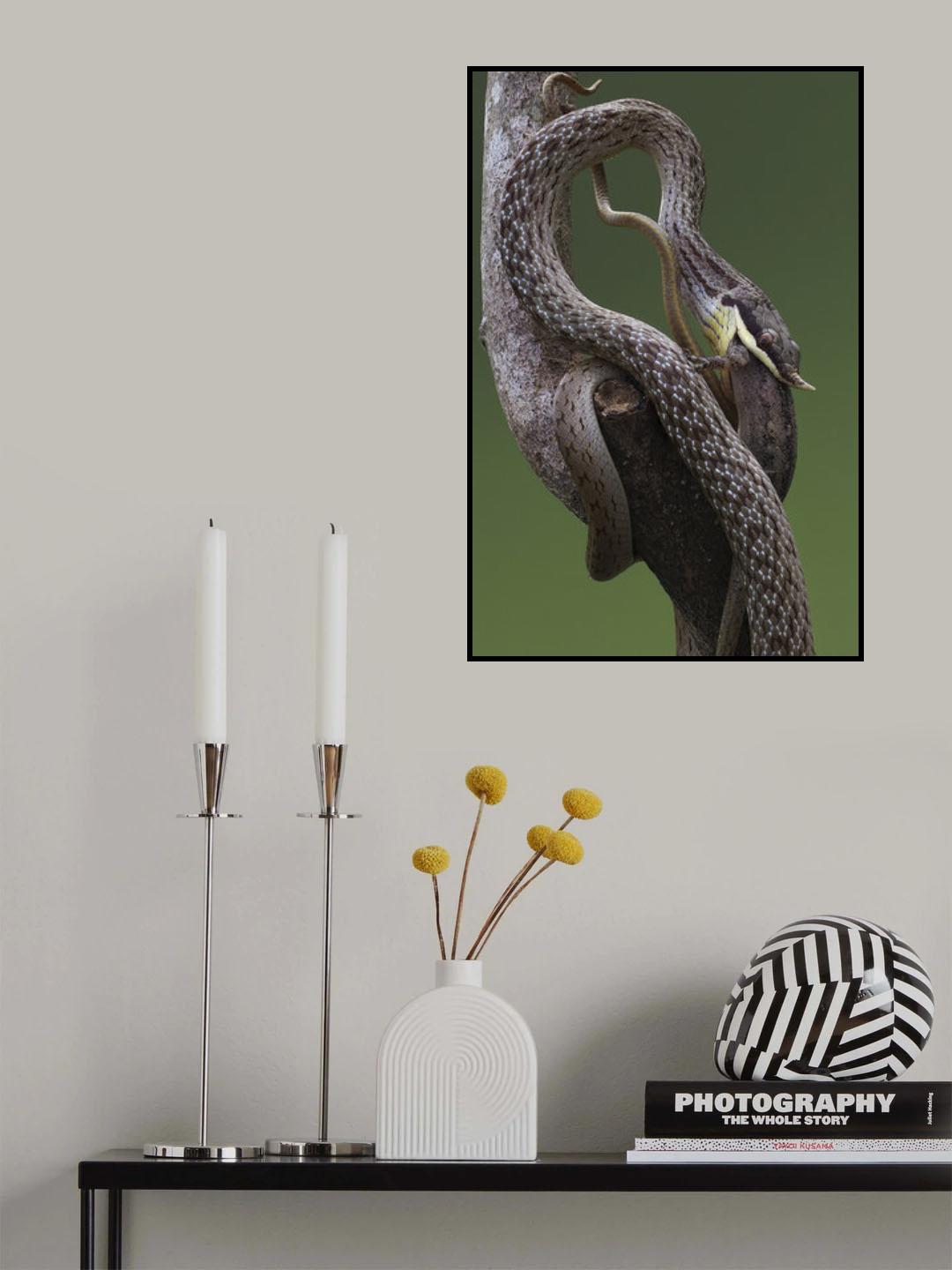 Rhino rat snake Poster och Canvastavla
