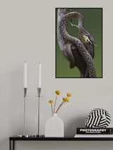 Rhino rat snake Poster och Canvastavla