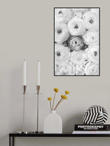 Singular ranunculus gray Poster och Canvastavla