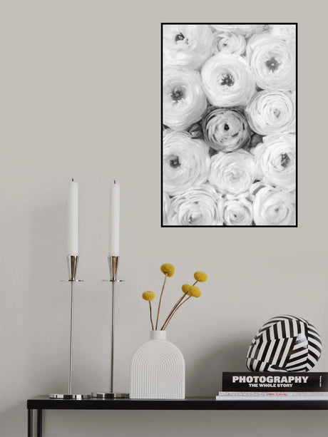 Singular ranunculus gray Poster och Canvastavla