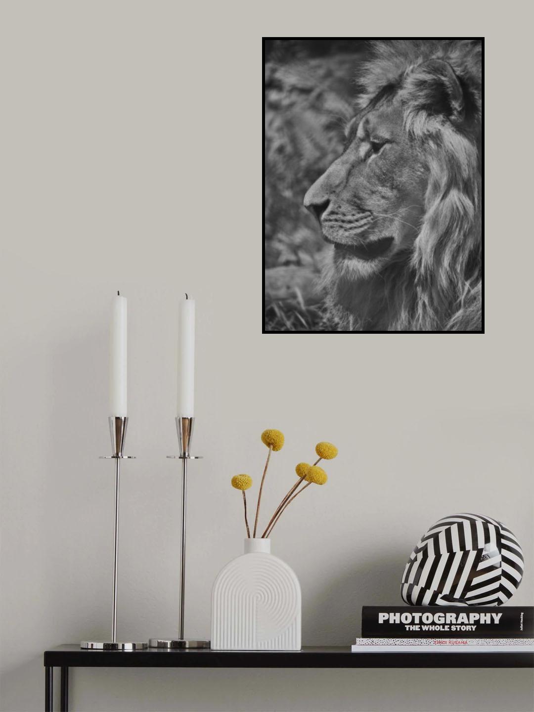 Portrait of a beautiful lion Poster och Canvastavla
