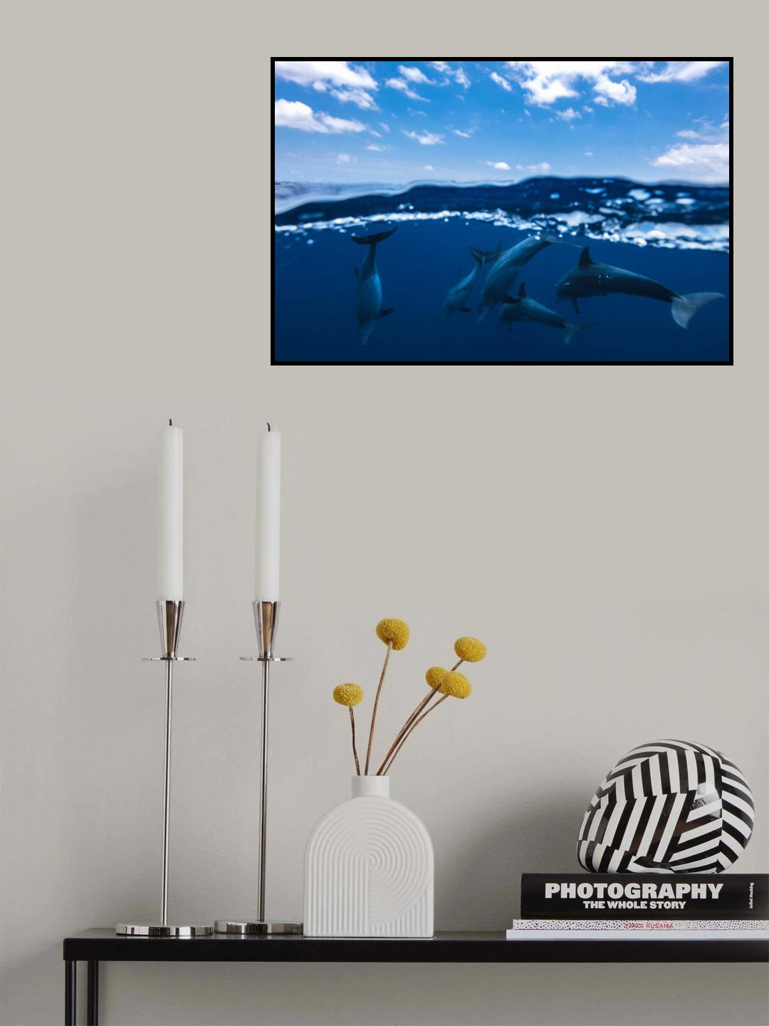 Between air and water with the dolphins Poster och Canvastavla