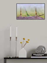 Acrida trio Poster och Canvastavla