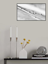 Cattle Poster och Canvastavla