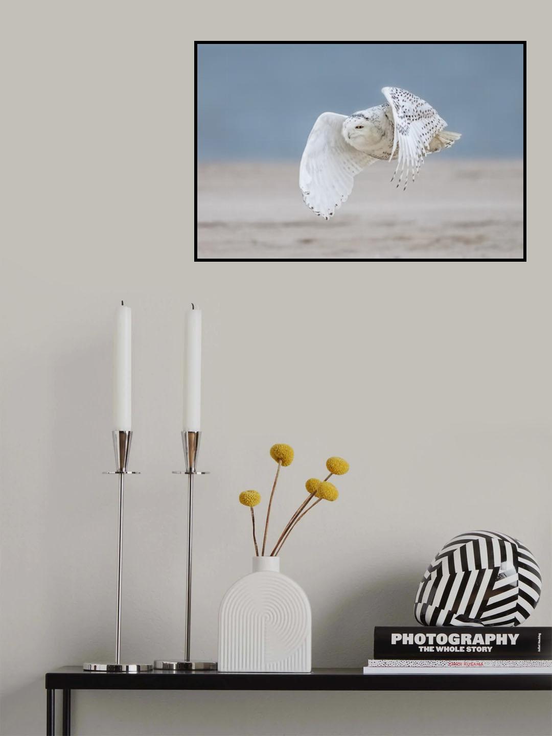 Snowy owl at beach Poster och Canvastavla