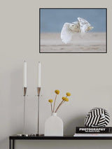 Snowy owl at beach Poster och Canvastavla