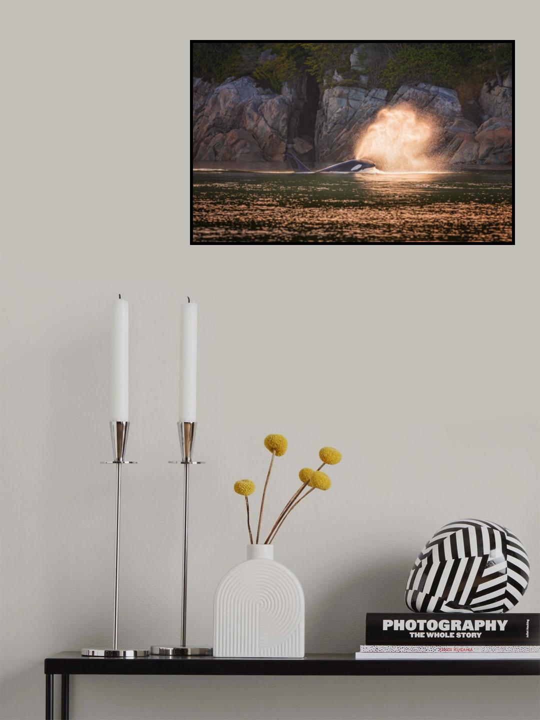 Orca at sunset Poster och Canvastavla