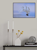 Snowy Owl Poster och Canvastavla