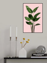 Bird of Paradise Plant on Pink Wall Poster och Canvastavla