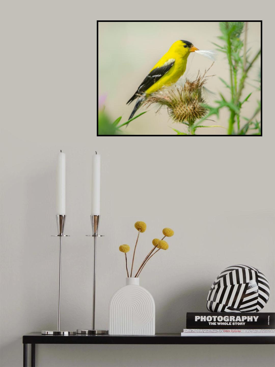 American Goldfinch Poster och Canvastavla