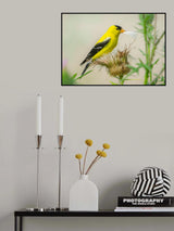 American Goldfinch Poster och Canvastavla