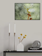 Wings Develop of Mantis Poster och Canvastavla