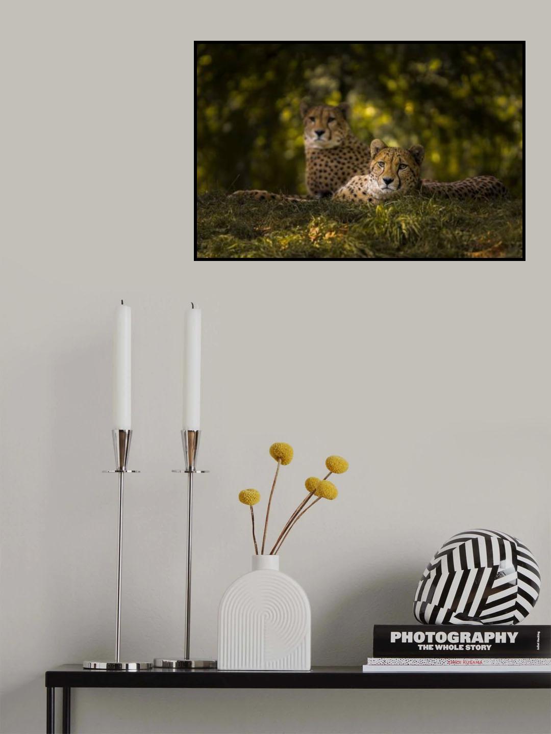 Cheetah Couple Poster och Canvastavla