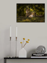 Cheetah Couple Poster och Canvastavla