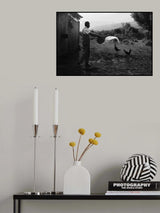 Splash Poster och Canvastavla