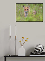 Fox kit in the meadow Poster och Canvastavla