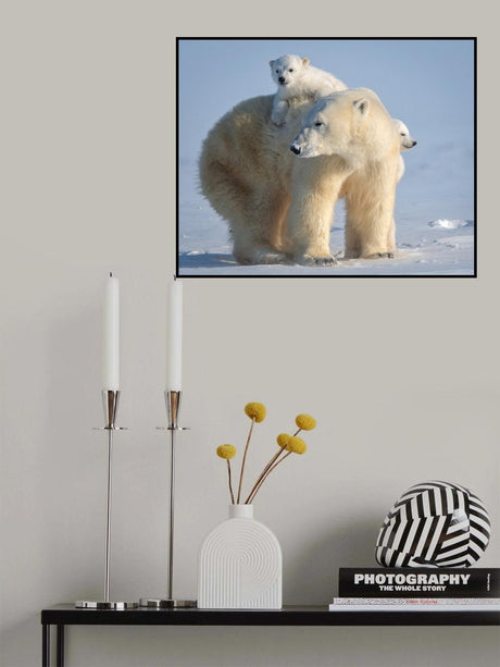 Mischievous little polar bear Poster och Canvastavla