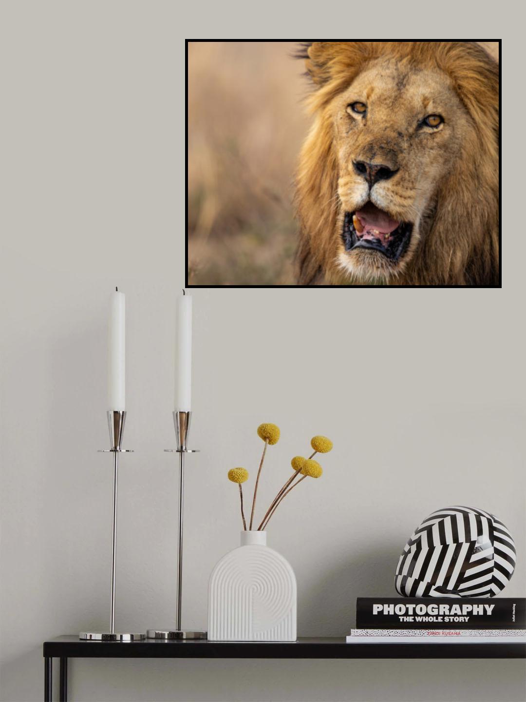 Wild King Poster och Canvastavla