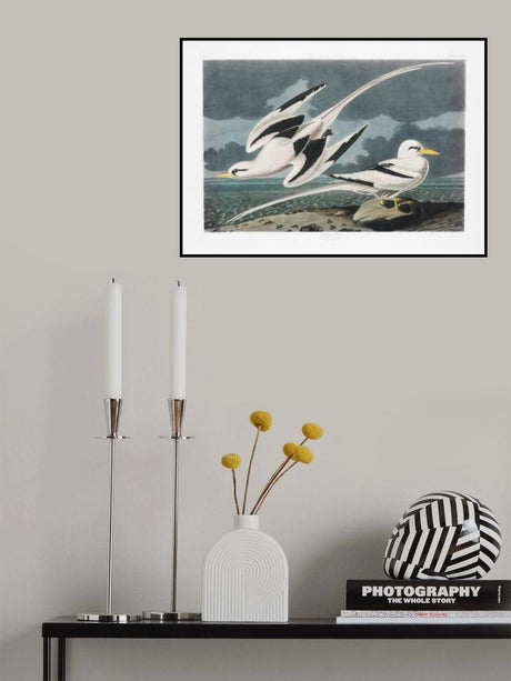 Tropic Bird From Birds of America (1827) Poster och Canvastavla