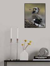 Cormorant Poster och Canvastavla