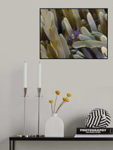 Peeping Shrimp Poster och Canvastavla