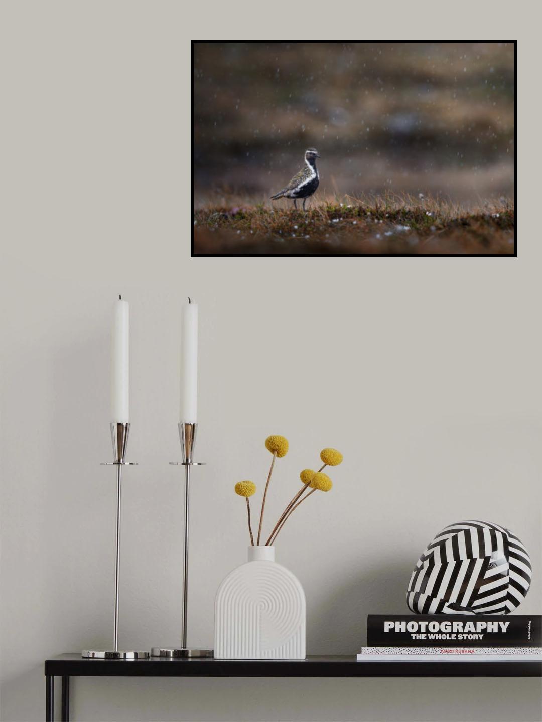 Golden plover in rainfall Poster och Canvastavla