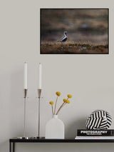 Golden plover in rainfall Poster och Canvastavla