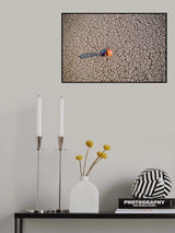 in Search of Oasis Poster och Canvastavla