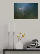 Damselfly Poster och Canvastavla