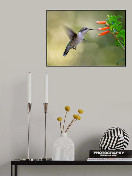 Hummingbird Poster och Canvastavla