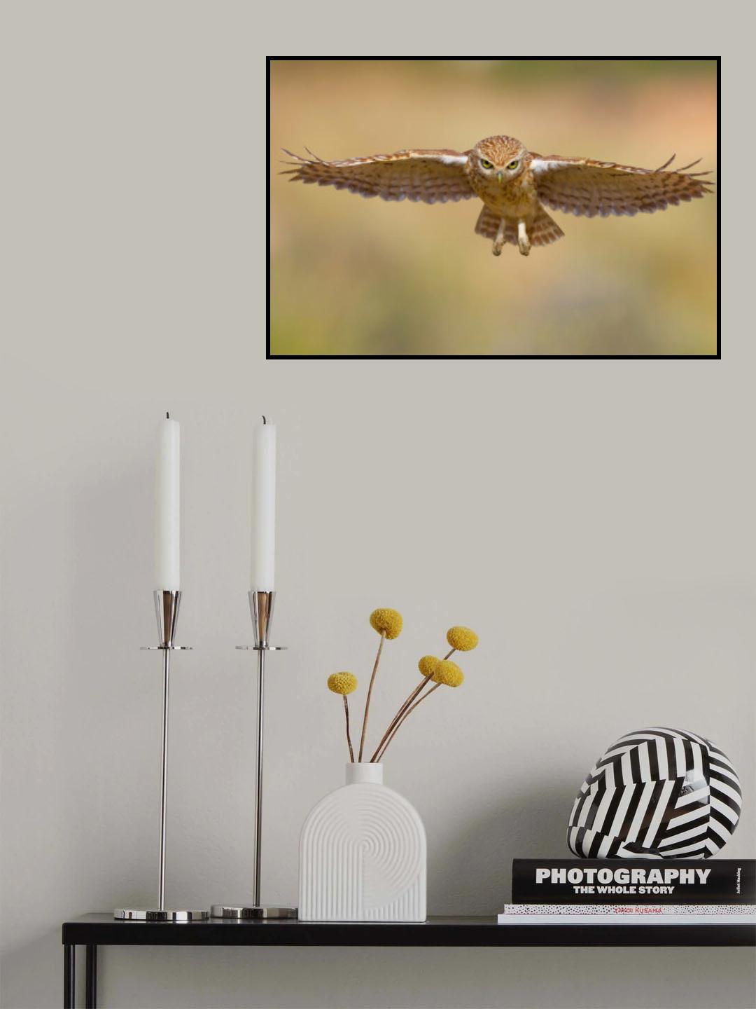 Little owl Poster och Canvastavla