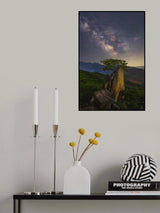 Lonely pine tree Poster och Canvastavla