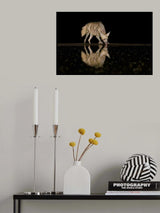 Striped hyena Poster och Canvastavla